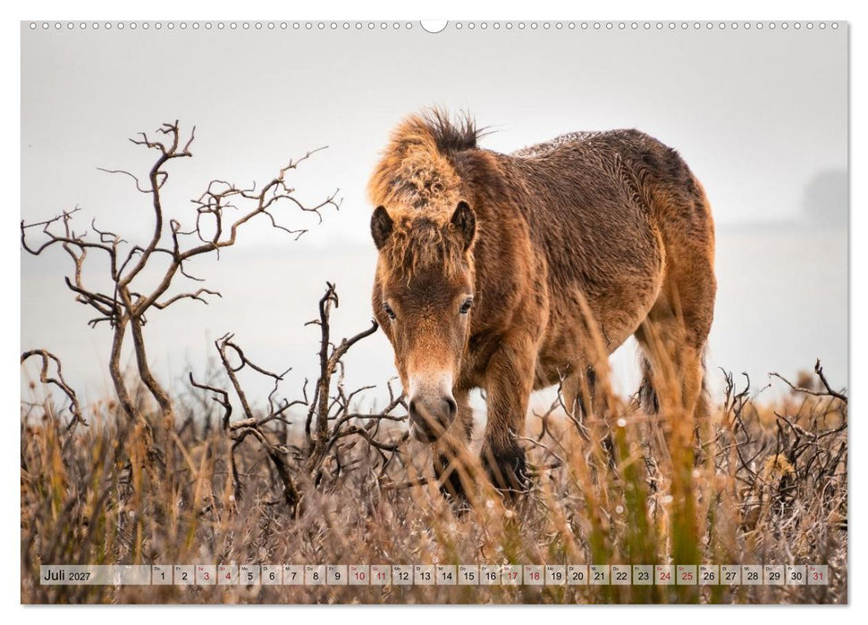 Wildperde - die Magie der Natur (CALVENDO Premium Wandkalender 2027)