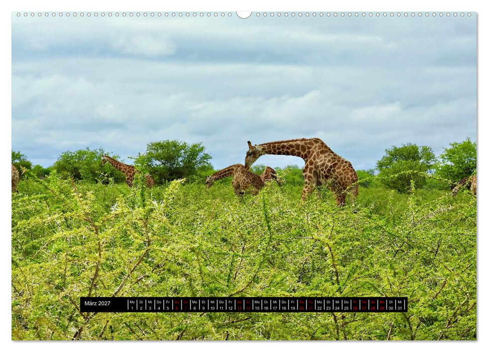Afrika - Vielfalt in Flora und Fauna (CALVENDO Wandkalender 2027)