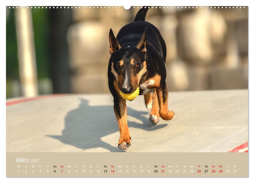 Bullterrier - charmante Herzensbrecher (CALVENDO Premium Wandkalender 2027)