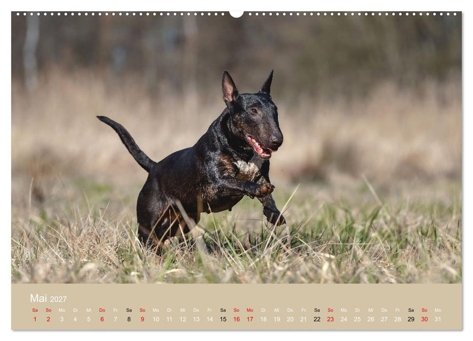 Bullterrier - charmante Herzensbrecher (CALVENDO Premium Wandkalender 2027)