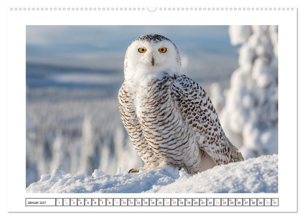 Eulen aus aller Welt - Faszinierende Jäger der Nacht (CALVENDO Wandkalender 2027)