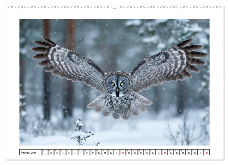 Eulen aus aller Welt - Faszinierende Jäger der Nacht (CALVENDO Wandkalender 2027)