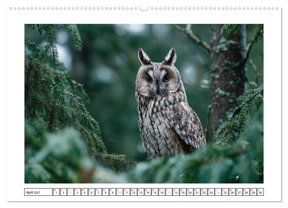 Eulen aus aller Welt - Faszinierende Jäger der Nacht (CALVENDO Premium Wandkalender 2027)