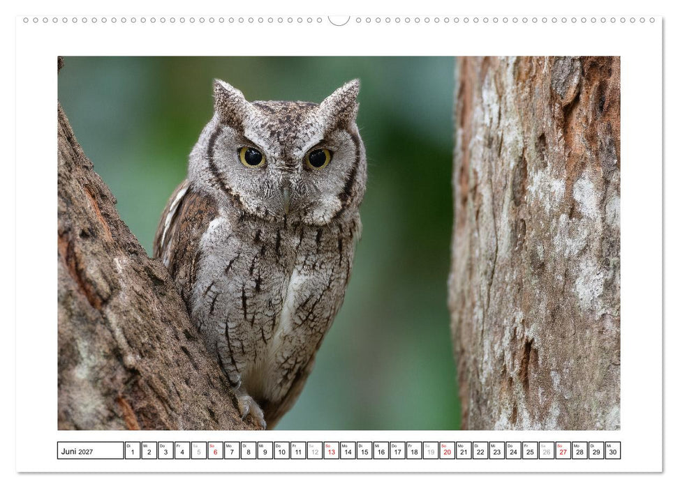 Eulen aus aller Welt - Faszinierende Jäger der Nacht (CALVENDO Premium Wandkalender 2027)