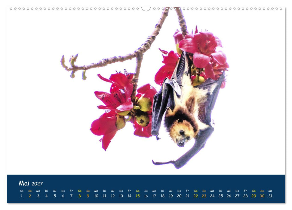 Faszinierende Tierwelt von Mauritius - Magische Momente der Natur (CALVENDO Wandkalender 2027)
