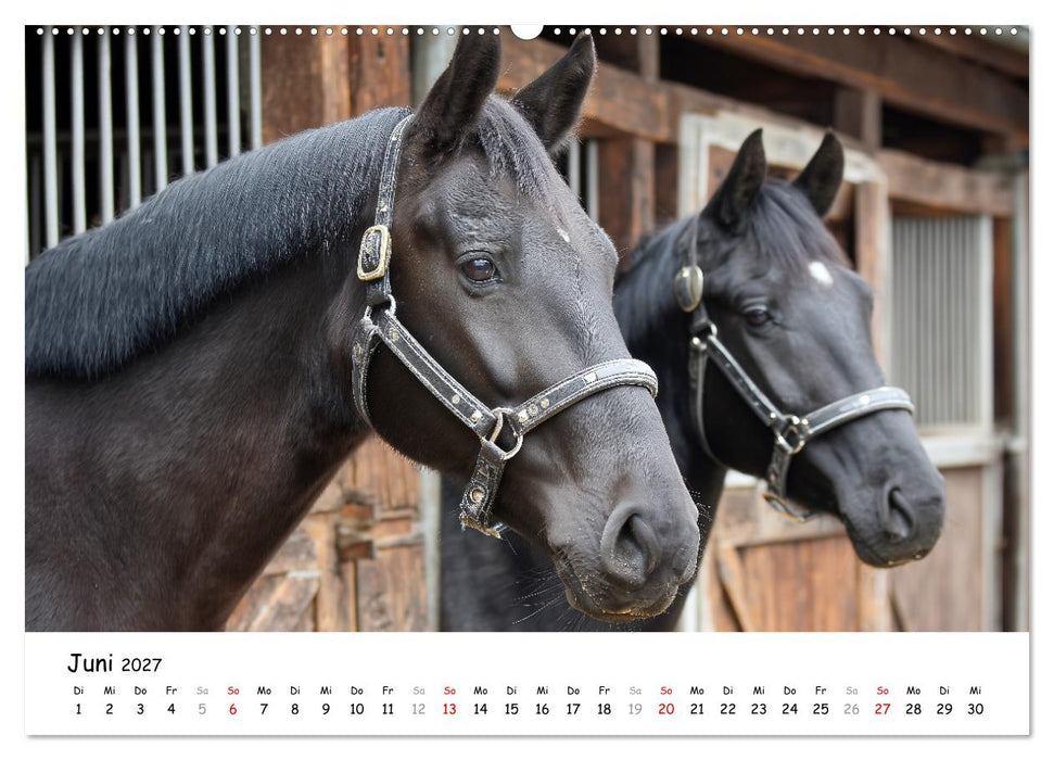 Hans der Bauer und seine Tiere auf dem Bauernhof (CALVENDO Premium Wandkalender 2027)