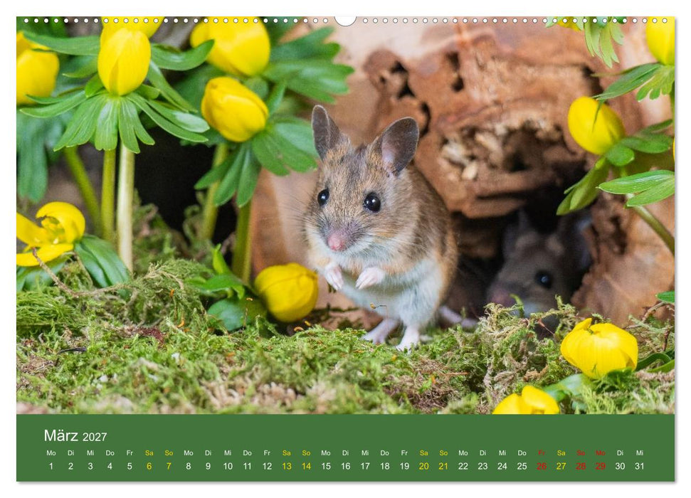 Eulen und Mäuse (CALVENDO Premium Wandkalender 2027)