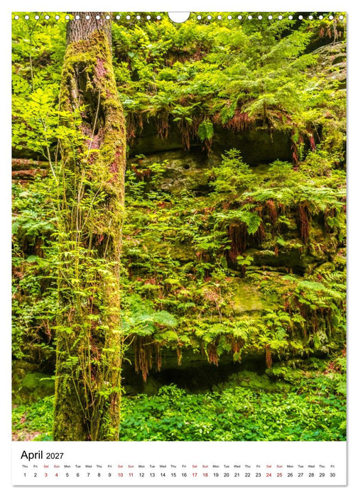 Trees, Living Giants (CALVENDO Monthly Calendar 2027)