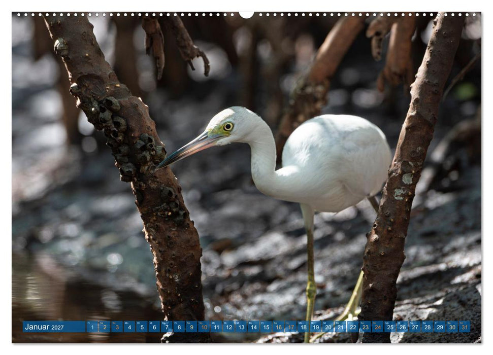 Blaureiher und Dreifarbenreiher (CALVENDO Wandkalender 2027)