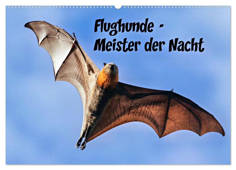Flughunde - Meister der Nacht (CALVENDO Wandkalender 2027)