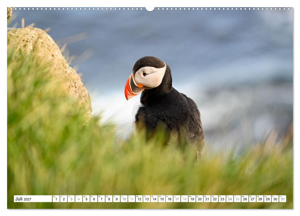 Islands Papageientaucher (CALVENDO Premium Wandkalender 2027)