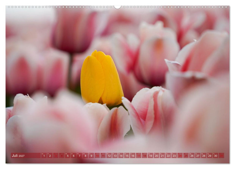 Tulpen - Hollands Stolz (CALVENDO Premium Wandkalender 2027)