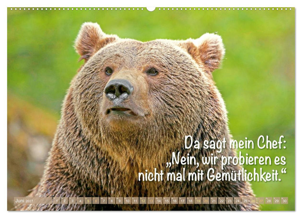 Spaß mit Bären: Edition lustige Tiere (CALVENDO Wandkalender 2027)