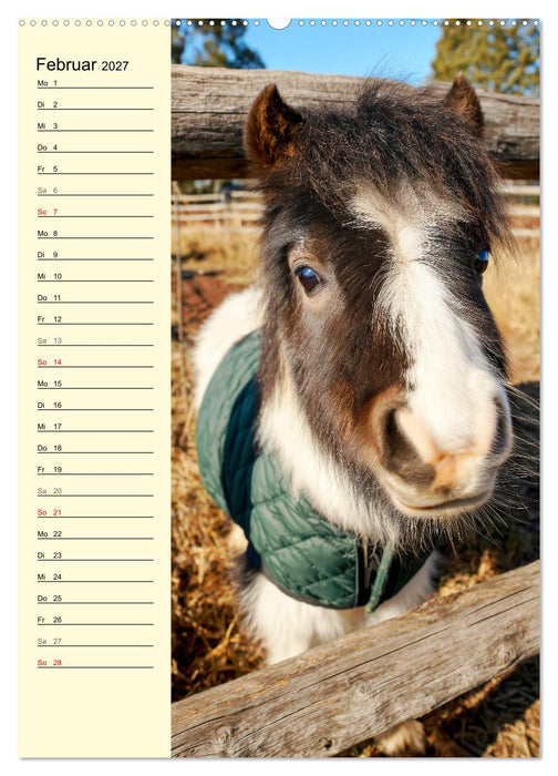 Zauber der Ponys. Kleine Pferde in der Natur (CALVENDO Wandkalender 2027)