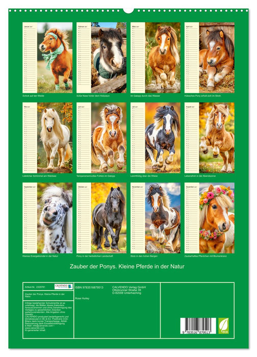 Zauber der Ponys. Kleine Pferde in der Natur (CALVENDO Premium Wandkalender 2027)