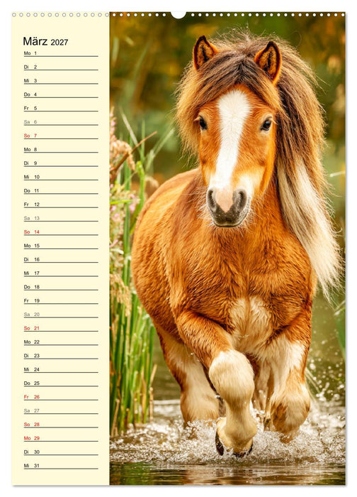 Zauber der Ponys. Kleine Pferde in der Natur (CALVENDO Premium Wandkalender 2027)