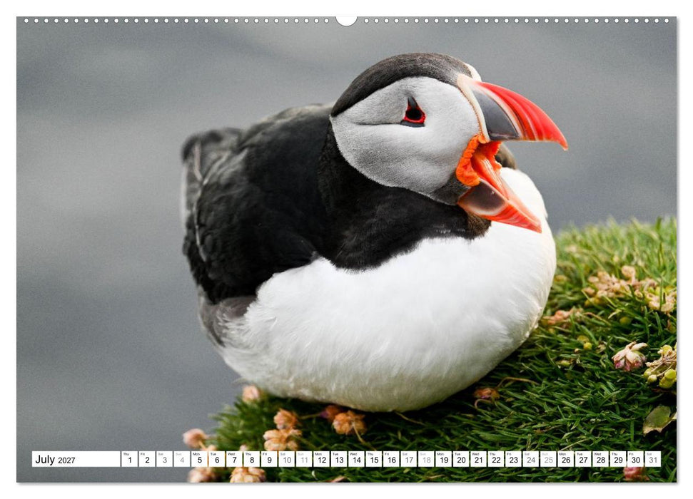 Puffins in Iceland (CALVENDO Premium-Calendar 2027)