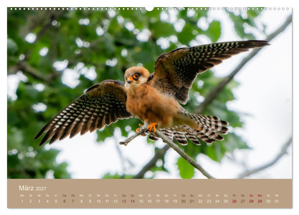 Jenseits der Zäune (CALVENDO Premium Wandkalender 2027)