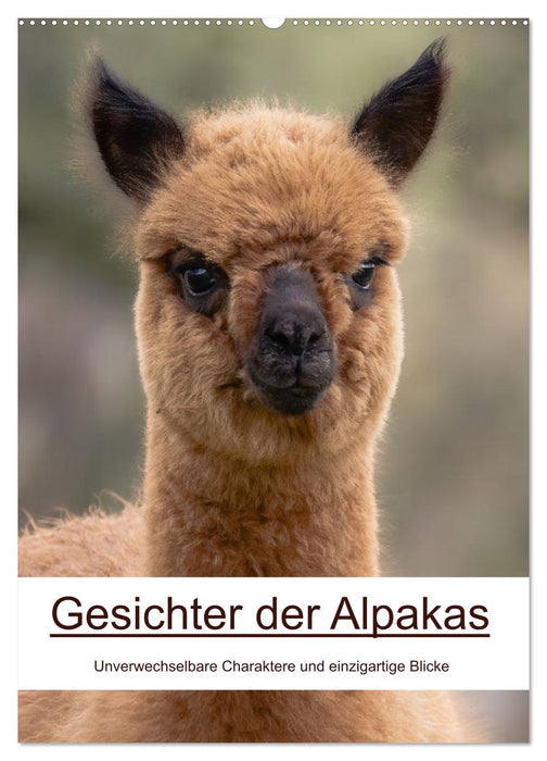 Gesichter der Alpakas - Unverwechselbare Charaktere und einzigartige Blicke (CALVENDO Wandkalender 2027)