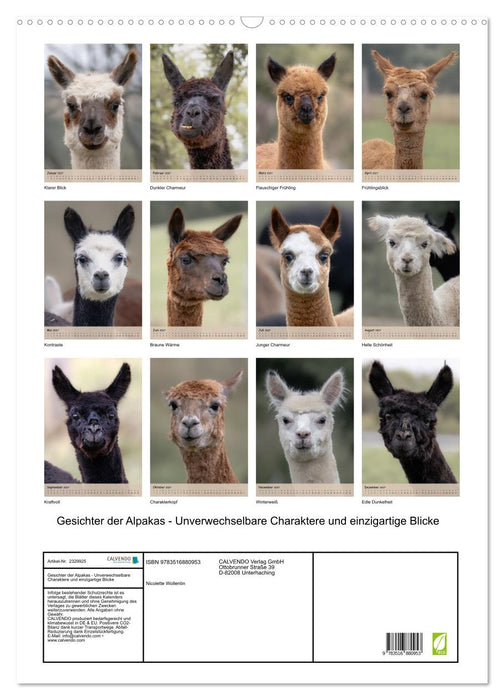 Gesichter der Alpakas - Unverwechselbare Charaktere und einzigartige Blicke (CALVENDO Wandkalender 2027)