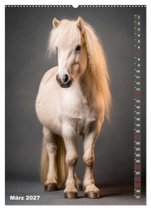 Das Leben ist ein Ponyhof - Zwergponys im Studiolicht (CALVENDO Premium Wandkalender 2027)