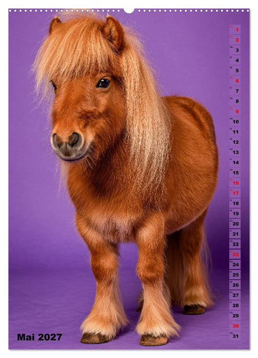 Das Leben ist ein Ponyhof - Zwergponys im Studiolicht (CALVENDO Premium Wandkalender 2027)