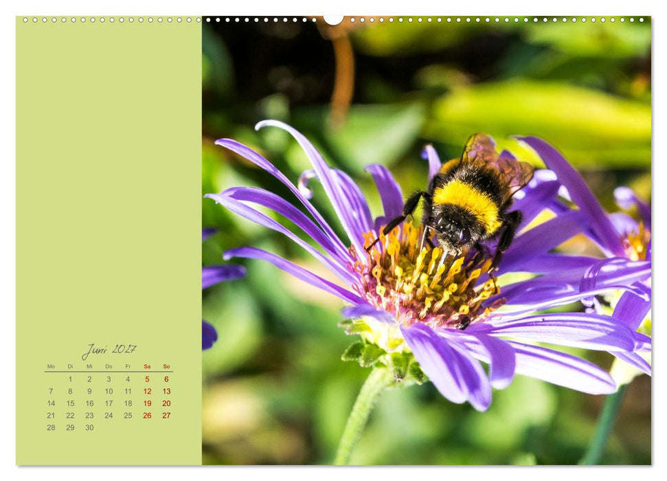 Blütenstil (CALVENDO Premium Wandkalender 2027)