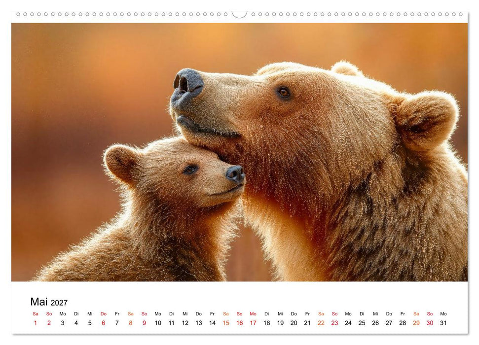 Bären - Die Macht der Natur (CALVENDO Wandkalender 2027)