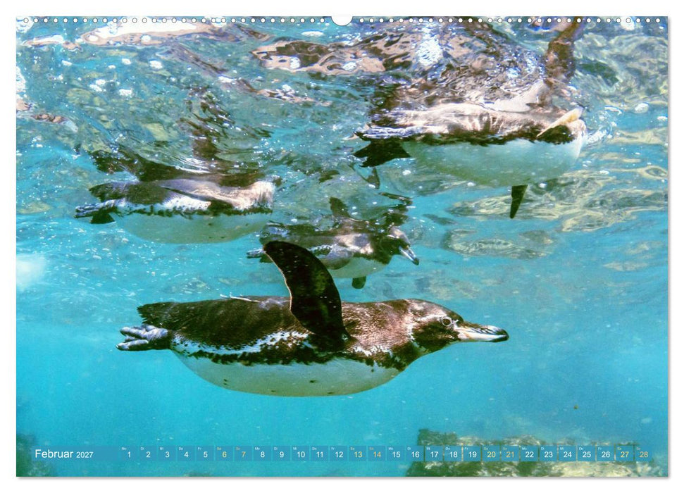 Pinguine: Gehupft wie gesprungen (CALVENDO Wandkalender 2027)