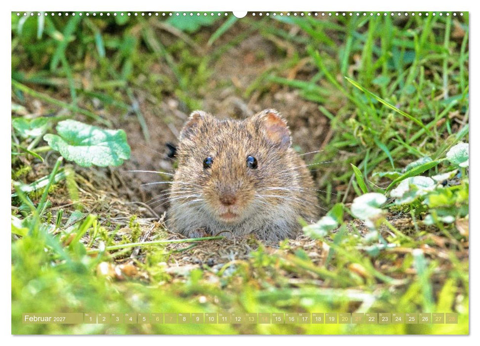 Zauberhafte Mäuse: Von wegen nur Grau (CALVENDO Wandkalender 2027)