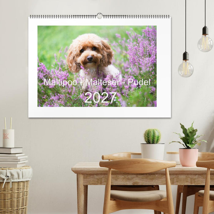 Maltipoo - Malteser -Pudel (CALVENDO Wandkalender 2027)