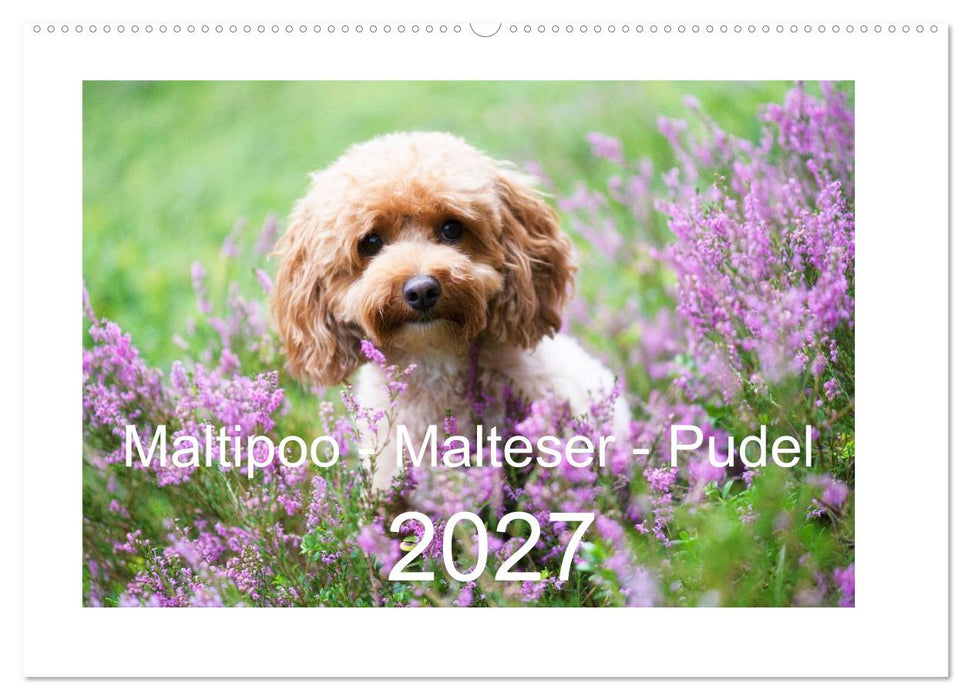 Maltipoo - Malteser -Pudel (CALVENDO Wandkalender 2027)