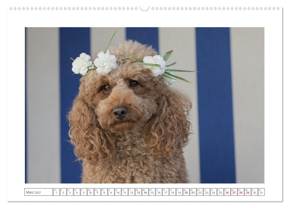 Maltipoo - Malteser -Pudel (CALVENDO Wandkalender 2027)