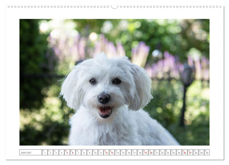 Maltipoo - Malteser -Pudel (CALVENDO Wandkalender 2027)