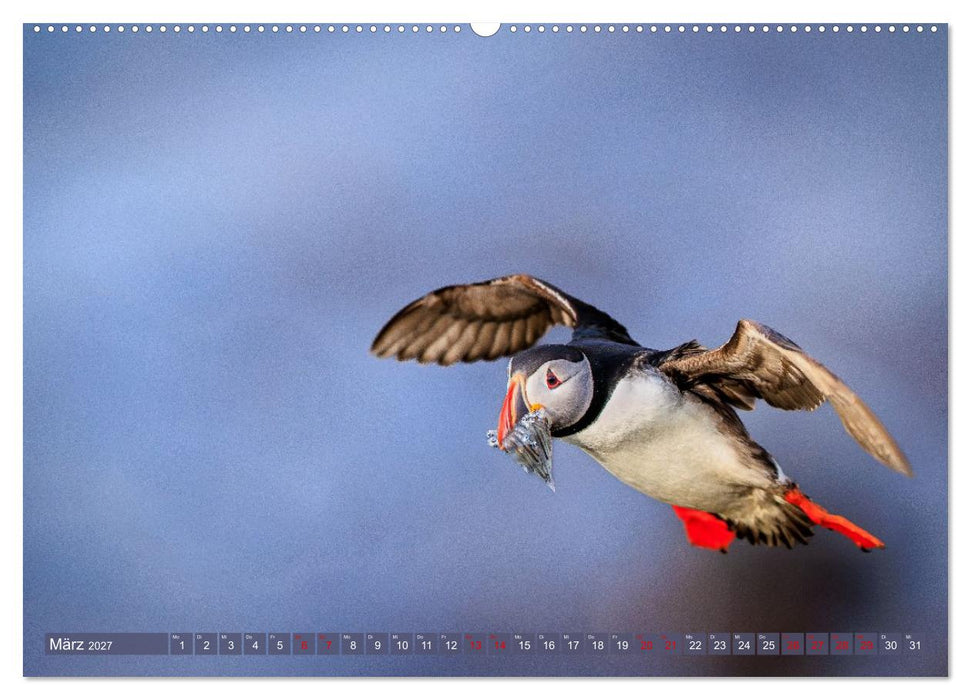 Puffins - Papageientaucher auf Island (CALVENDO Wandkalender 2027)