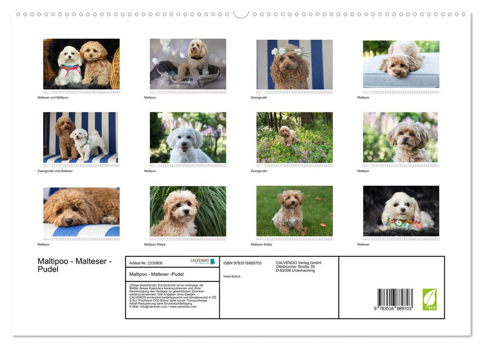 Maltipoo - Malteser -Pudel (CALVENDO Premium Wandkalender 2027)