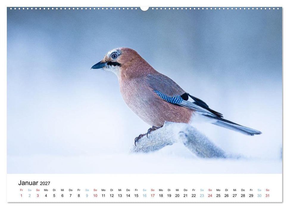 Tierwelt Skandinaviens (CALVENDO Wandkalender 2027)