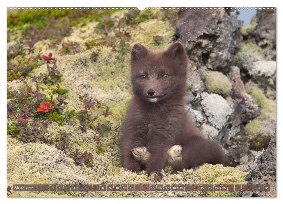 Polarfuchs-Welpen (CALVENDO Wandkalender 2027)
