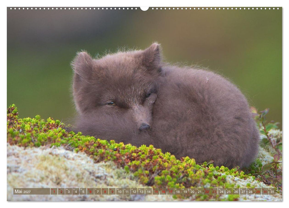 Polarfuchs-Welpen (CALVENDO Premium Wandkalender 2027)