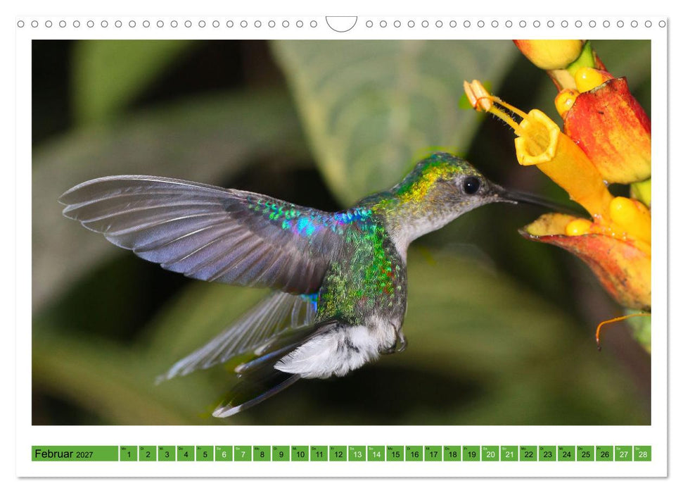 Kolibris; Anmut, Schönheit, Farben (CALVENDO Wandkalender 2027)