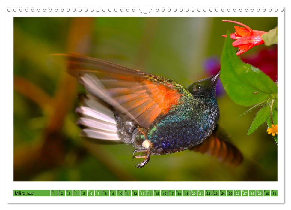 Kolibris; Anmut, Schönheit, Farben (CALVENDO Wandkalender 2027)