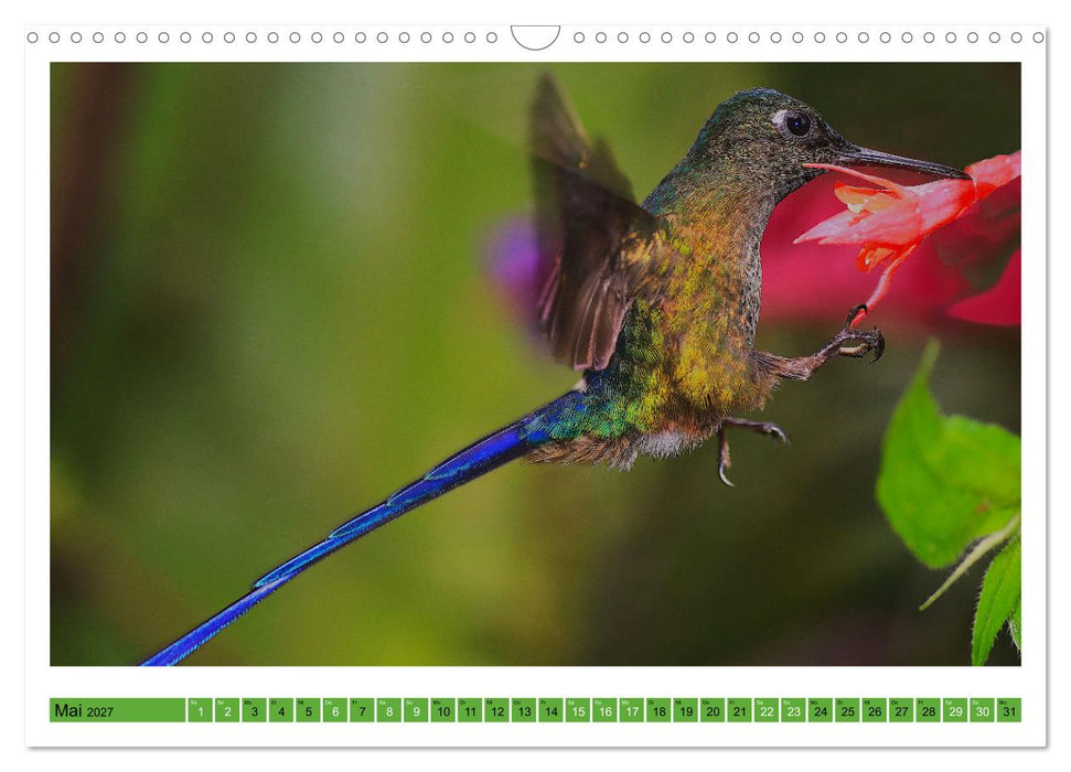 Kolibris; Anmut, Schönheit, Farben (CALVENDO Wandkalender 2027)