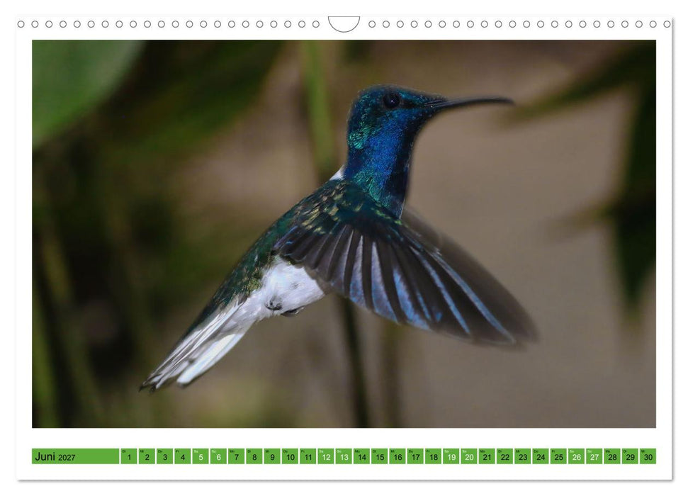Kolibris; Anmut, Schönheit, Farben (CALVENDO Wandkalender 2027)