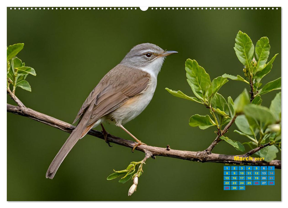 Singers from our regions - Our intimate nature (CALVENDO Premium-Calendar 2027)