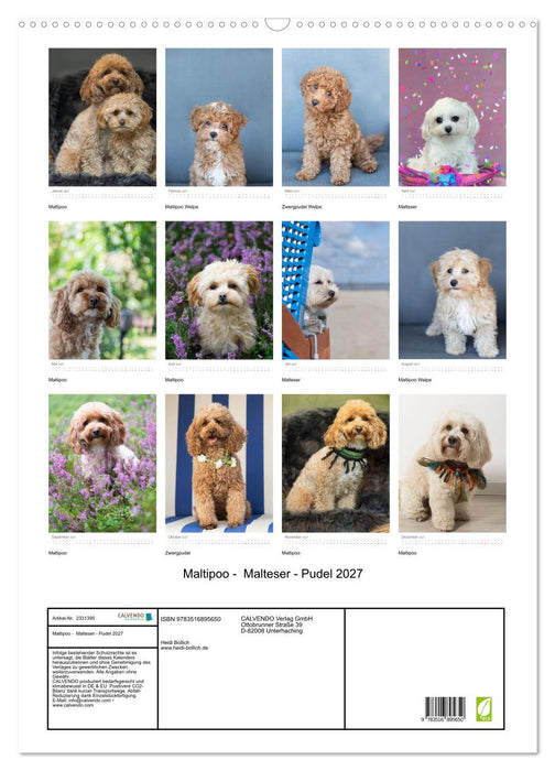 Maltipoo - Malteser - Pudel 2027 (CALVENDO Wandkalender 2027)