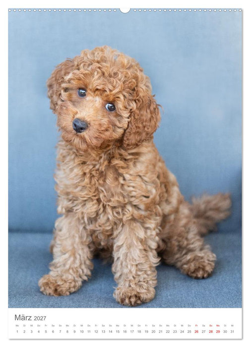Maltipoo - Malteser - Pudel 2027 (CALVENDO Wandkalender 2027)
