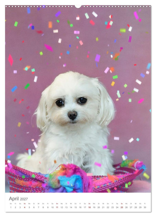 Maltipoo - Malteser - Pudel 2027 (CALVENDO Wandkalender 2027)