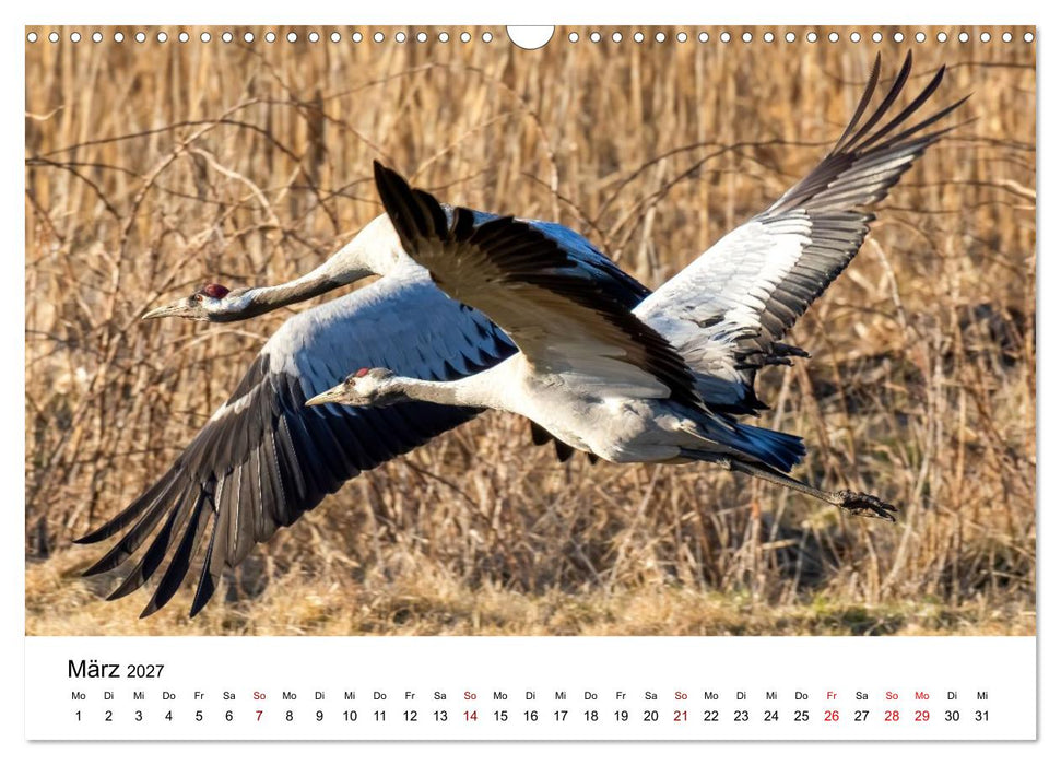 Kraniche im Erzgebirge (CALVENDO Wandkalender 2027)
