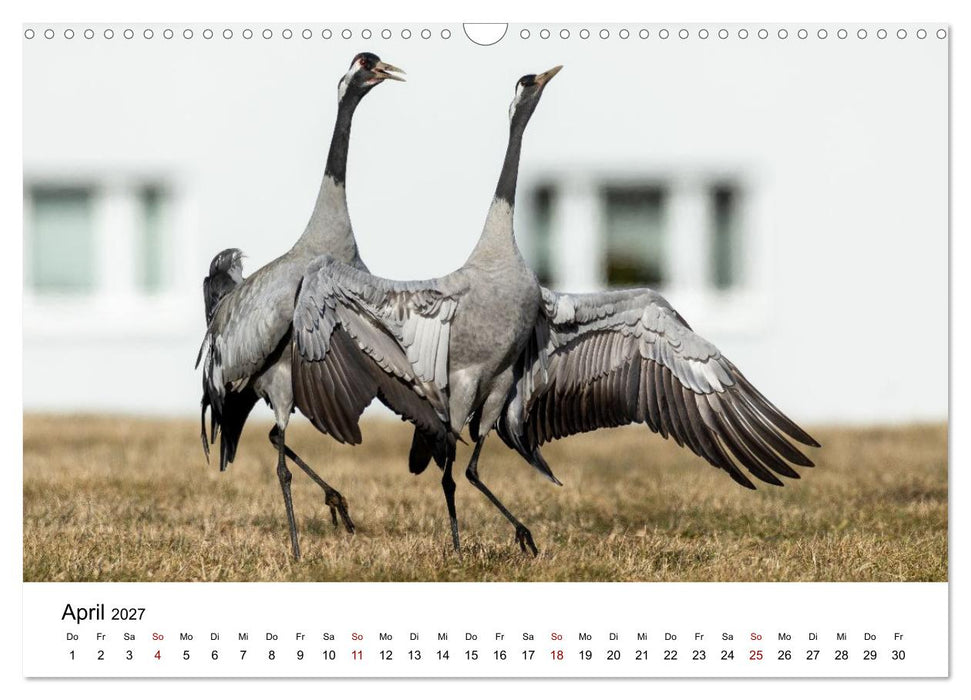 Kraniche im Erzgebirge (CALVENDO Wandkalender 2027)