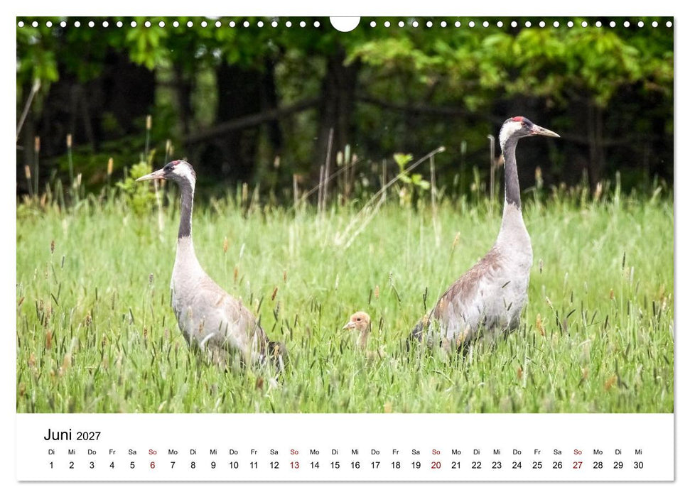 Kraniche im Erzgebirge (CALVENDO Wandkalender 2027)